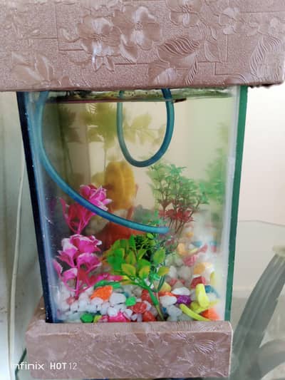 fish aquarium for sale