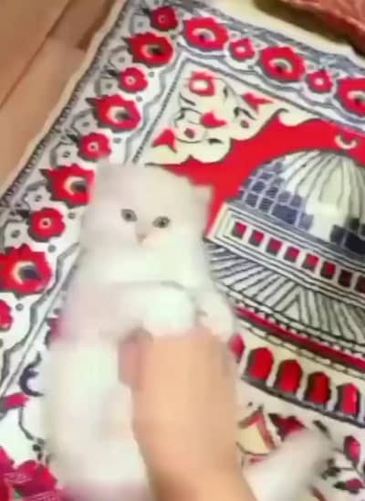 (Persian female kitten) (for sale all) (Pakistan delivery available)