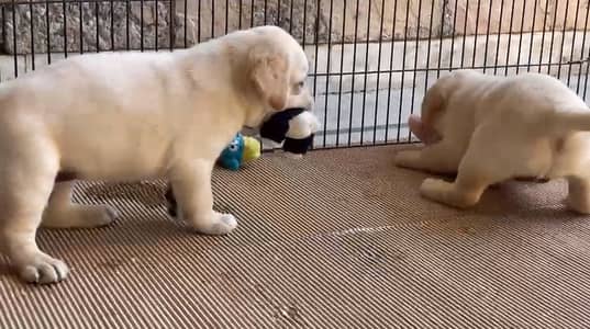 Labrador Retriever Pedigreed Puppies for Sale