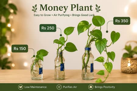 Money Plants for sell