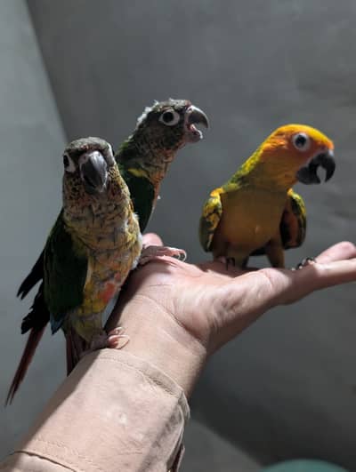 sunconure and yellow sided conure