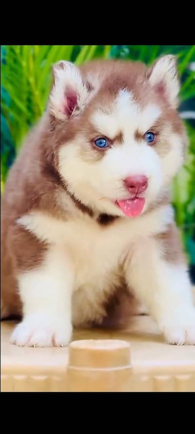 Siberian husky fore sale Whatsapp number 0319/21/44/599