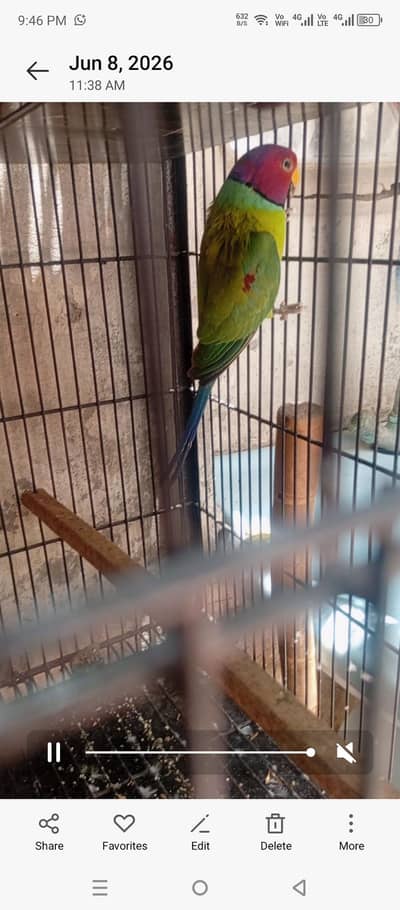 1 plum Head Bredar male for sale ha