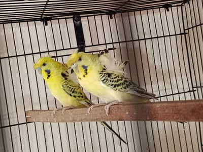 hogoromo budgies