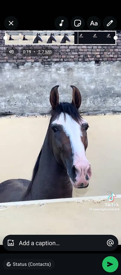 Male Breedar for sale