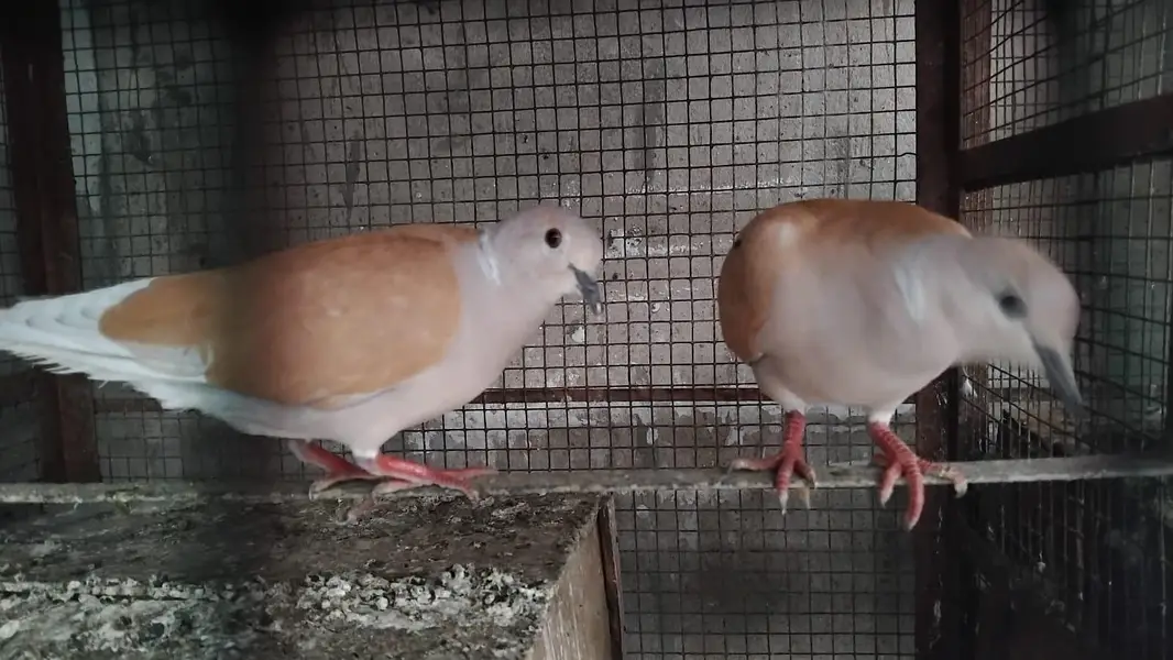 Brown Dove for sale urgent