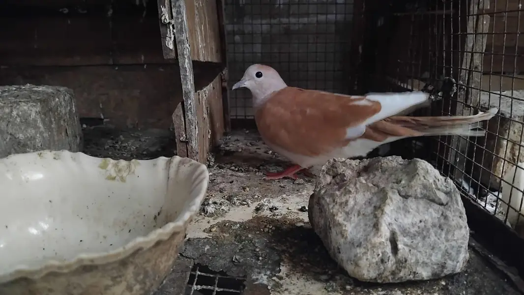 Brown Dove for sale urgent — photo 2
