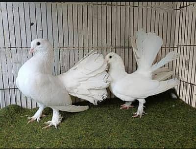 Laka Pair