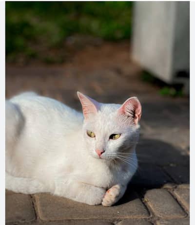 simple white cat fir sale