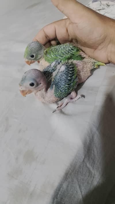 ek Mel ek female