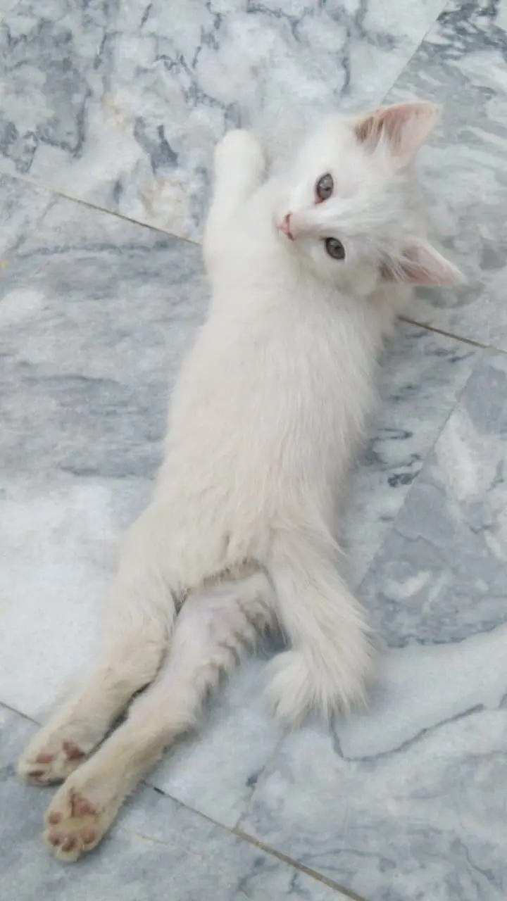White cat and Gray cat kitten for free — photo 2