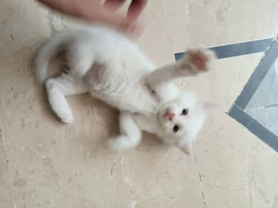 Beautiful White kitten pair for sale