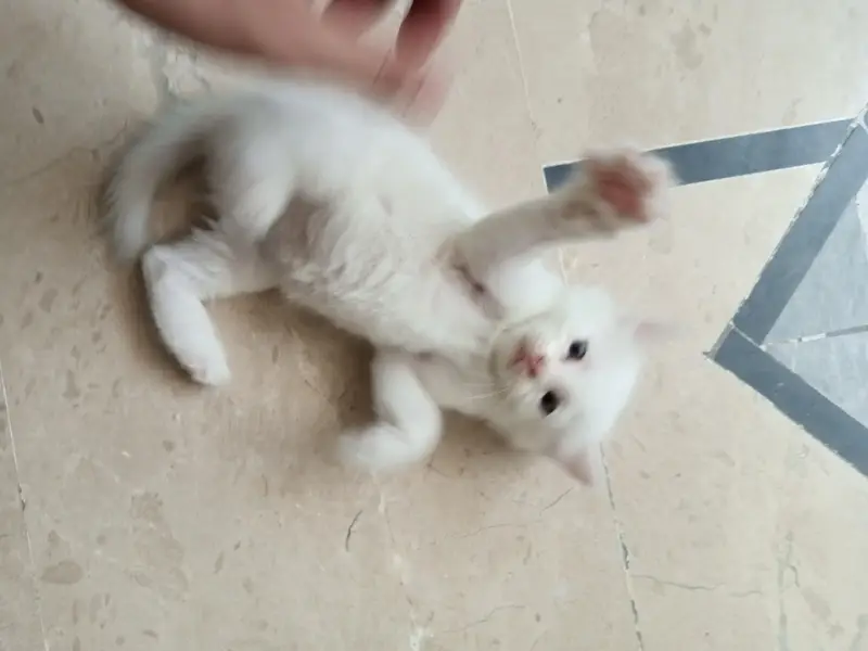 White cat and Gray cat kitten for free