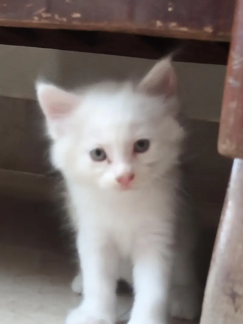 White cat and Gray cat kitten for free — photo 3