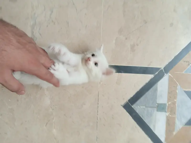White cat and Gray cat kitten for free — photo 4