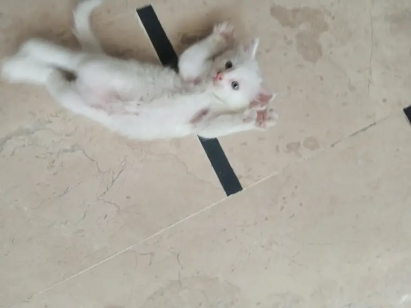White cat and Gray cat kitten for free — photo 5