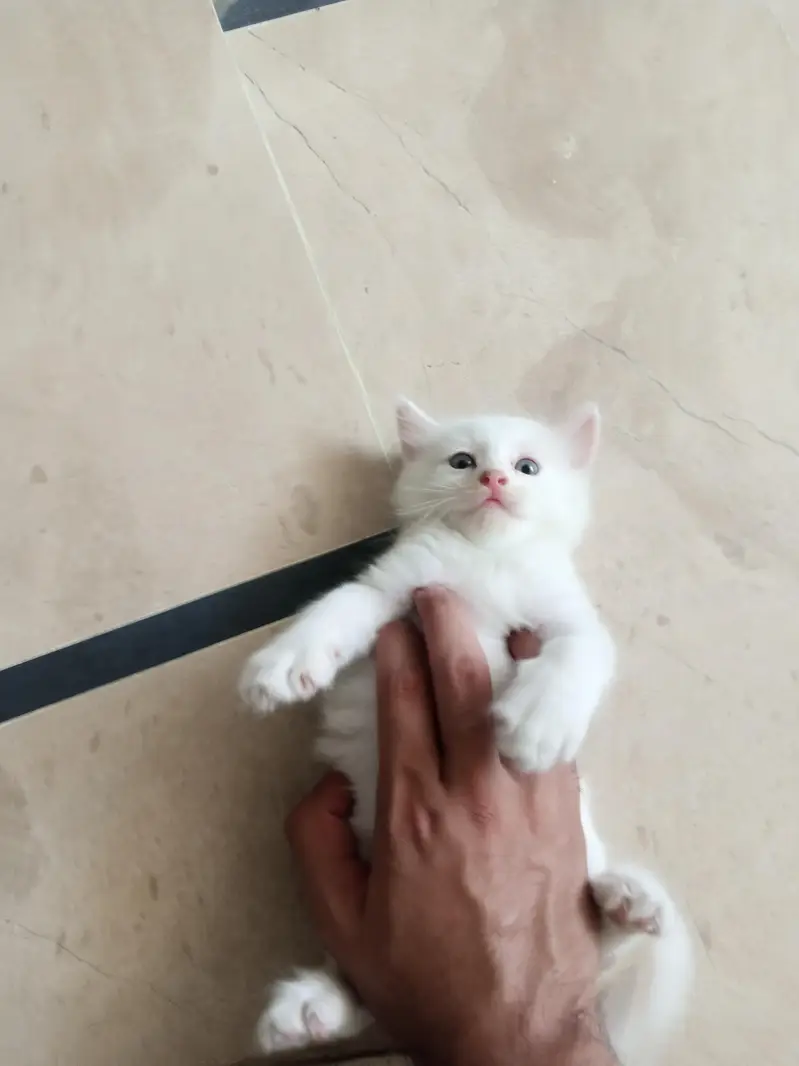 White cat and Gray cat kitten for free — photo 6