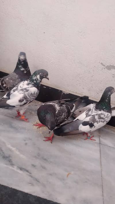 pigeons