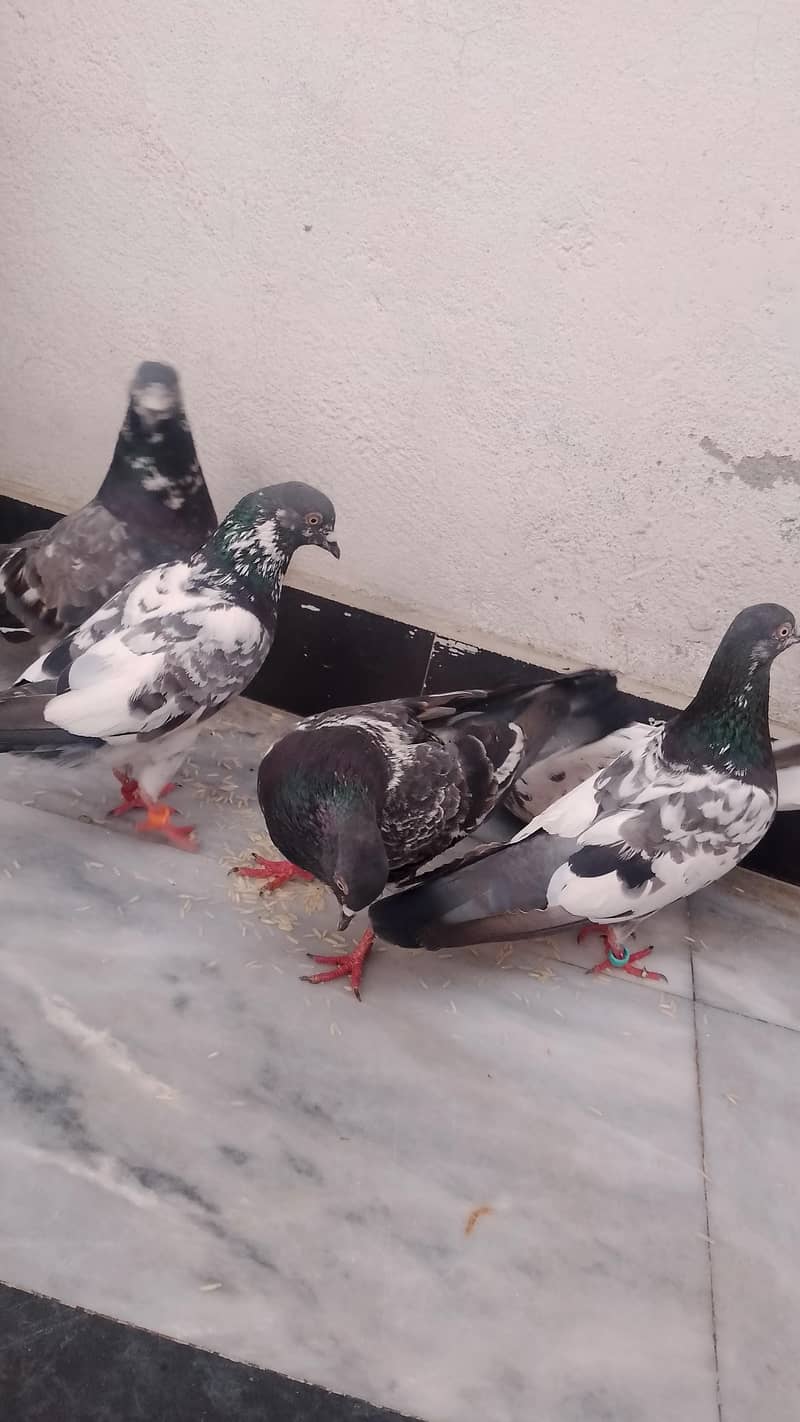 pigeons 0