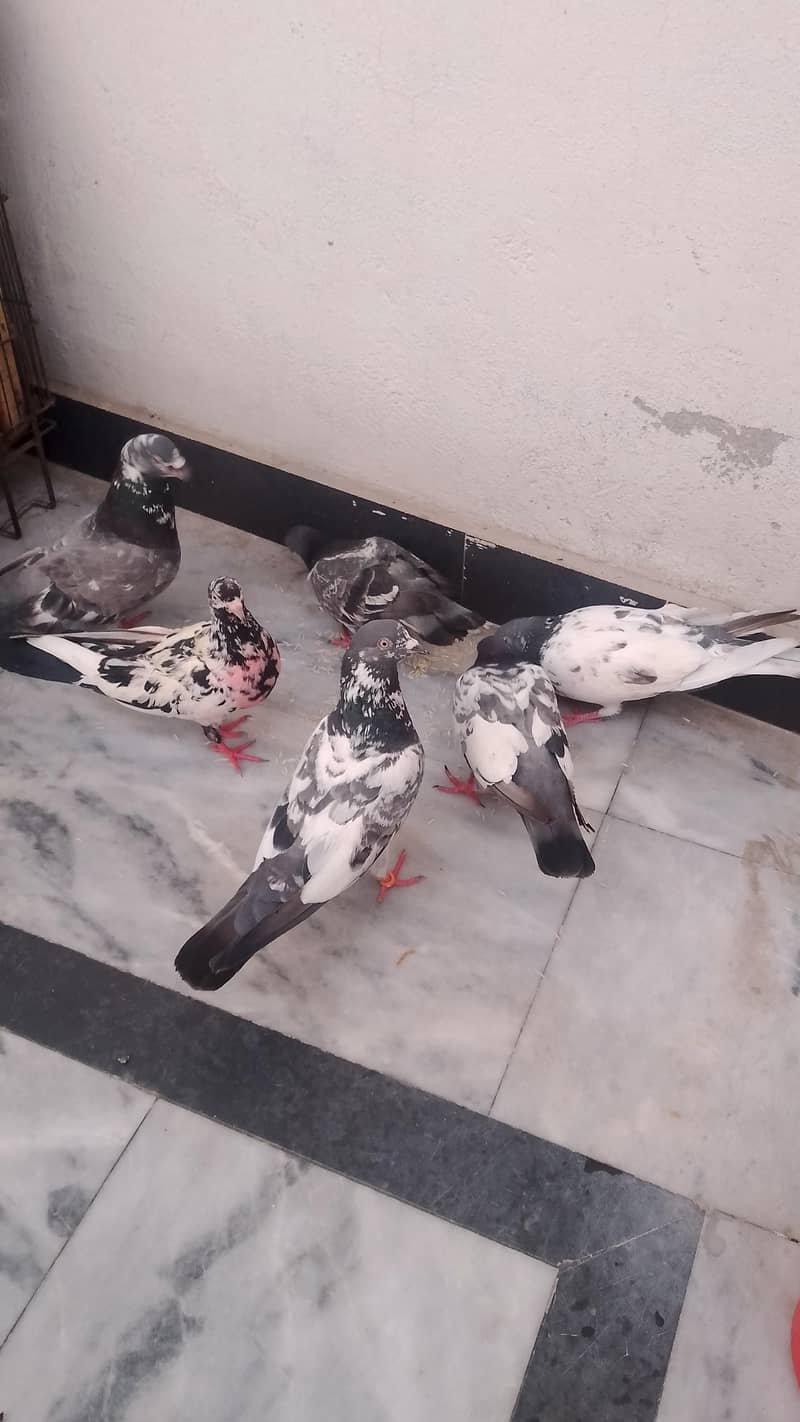 pigeons 1