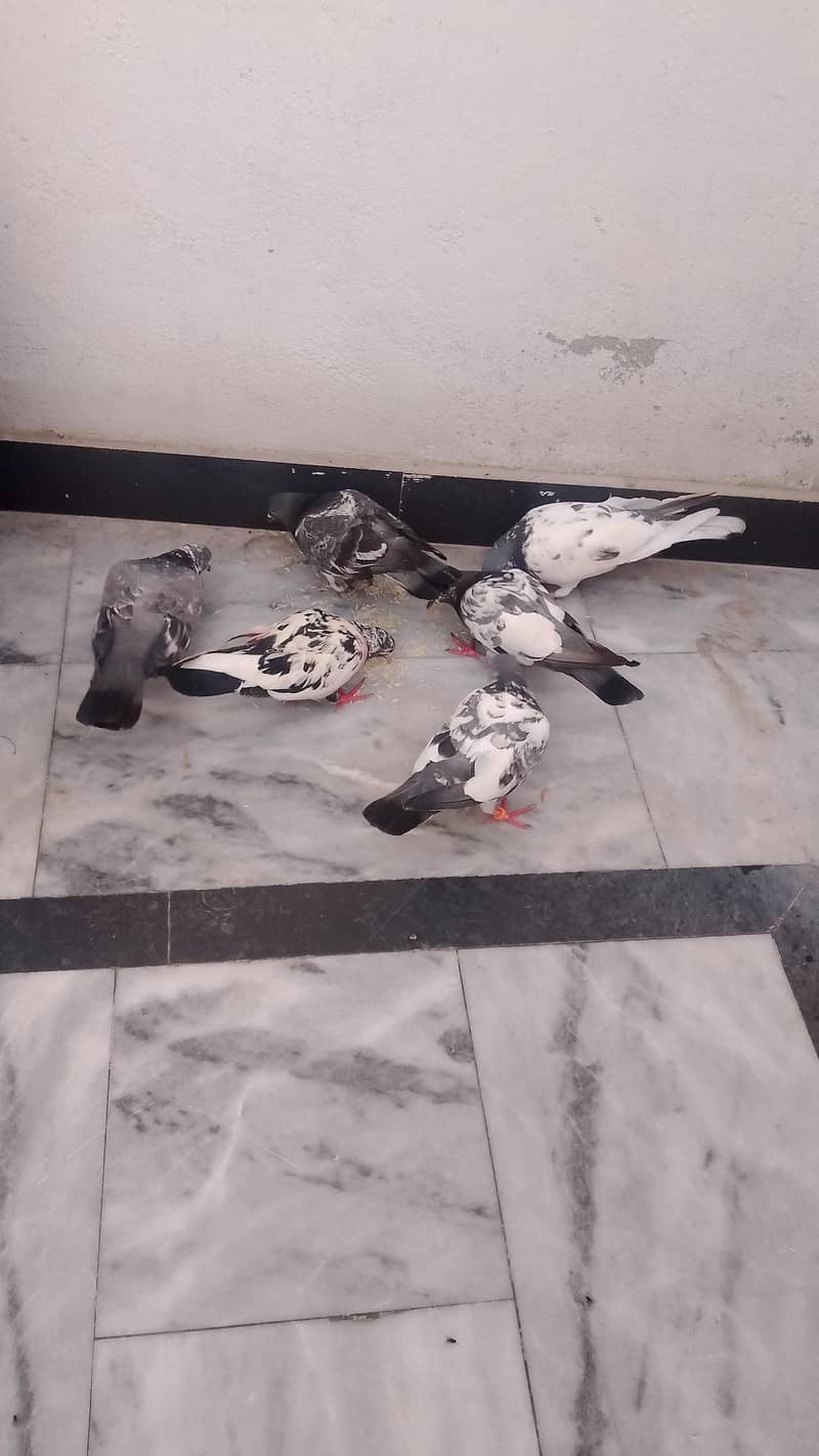 pigeons 2