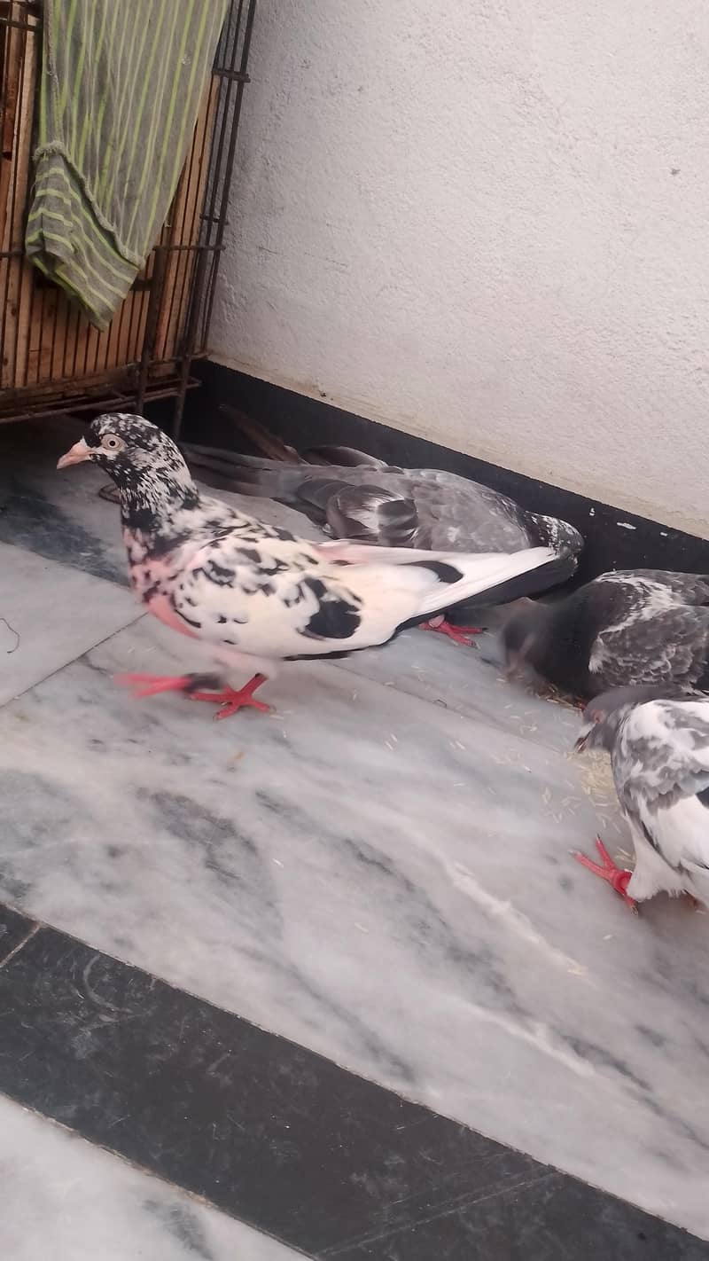 pigeons 3