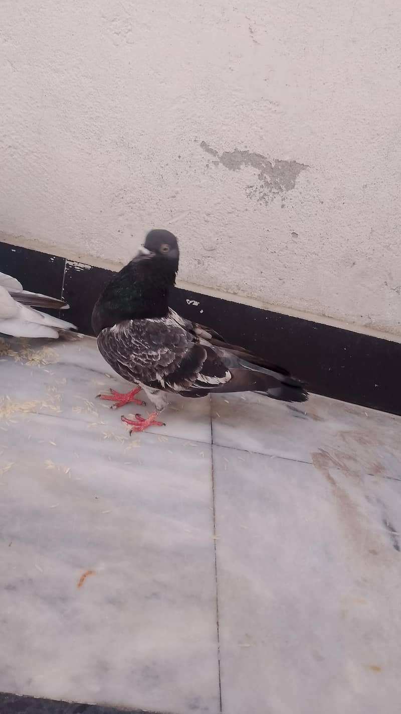 pigeons 4
