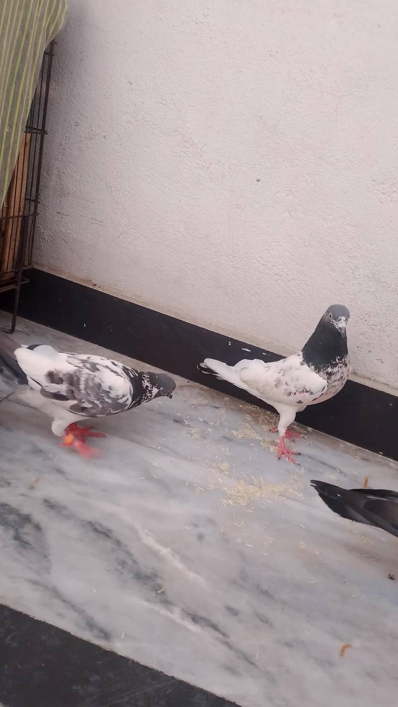 pigeons 5
