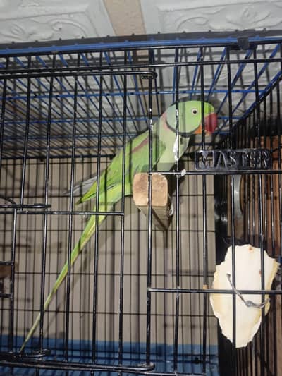 breeder pair h active and healthy