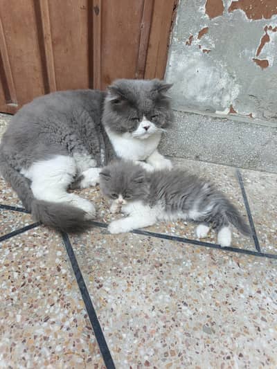 adorable person kittens