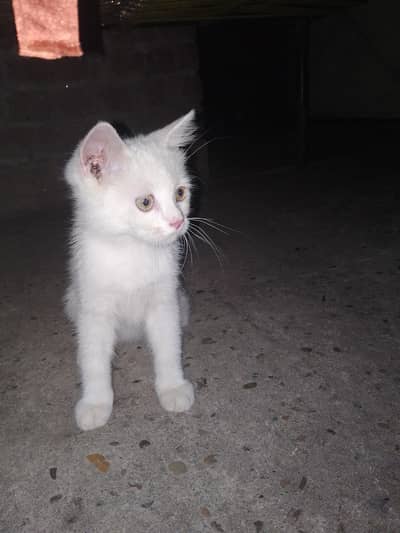 Persian cat 3 month age