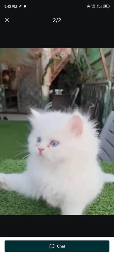 Persian cat for sale my WhatsApp number  03703659905