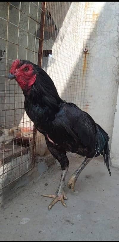 pure thai aseel pair available