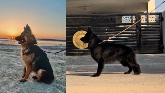 German shepherd puppies available for sale