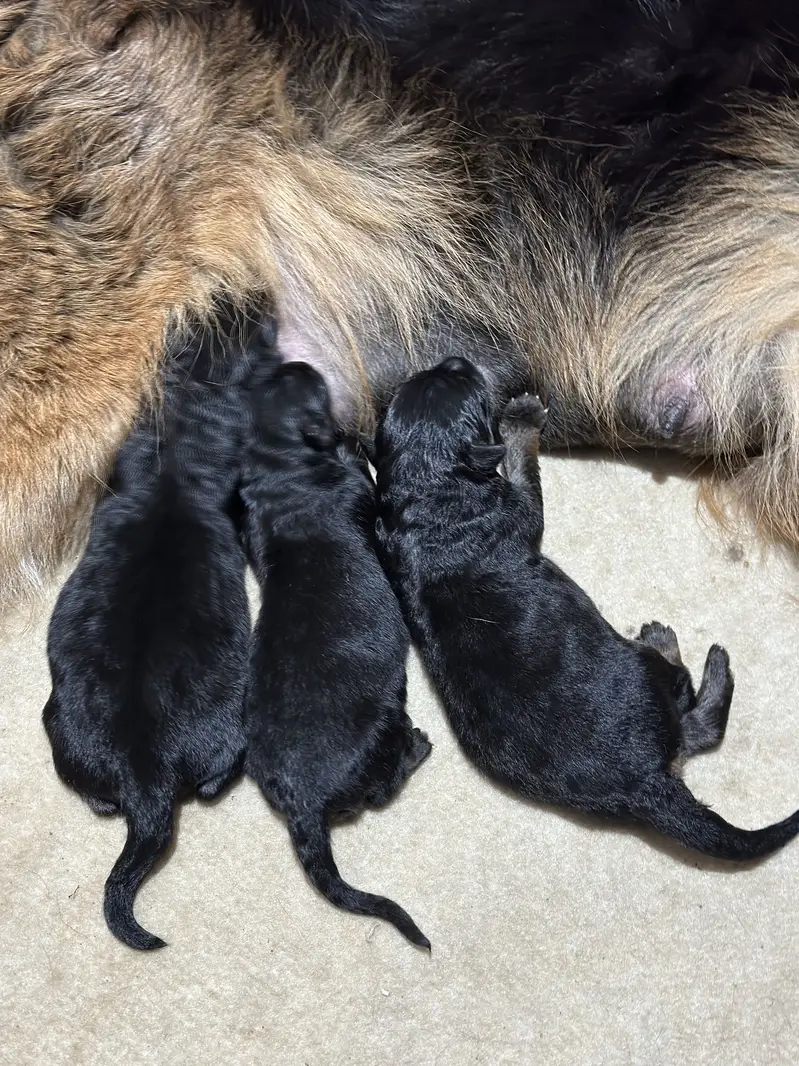 German shepherd puppies available for sale — photo 2