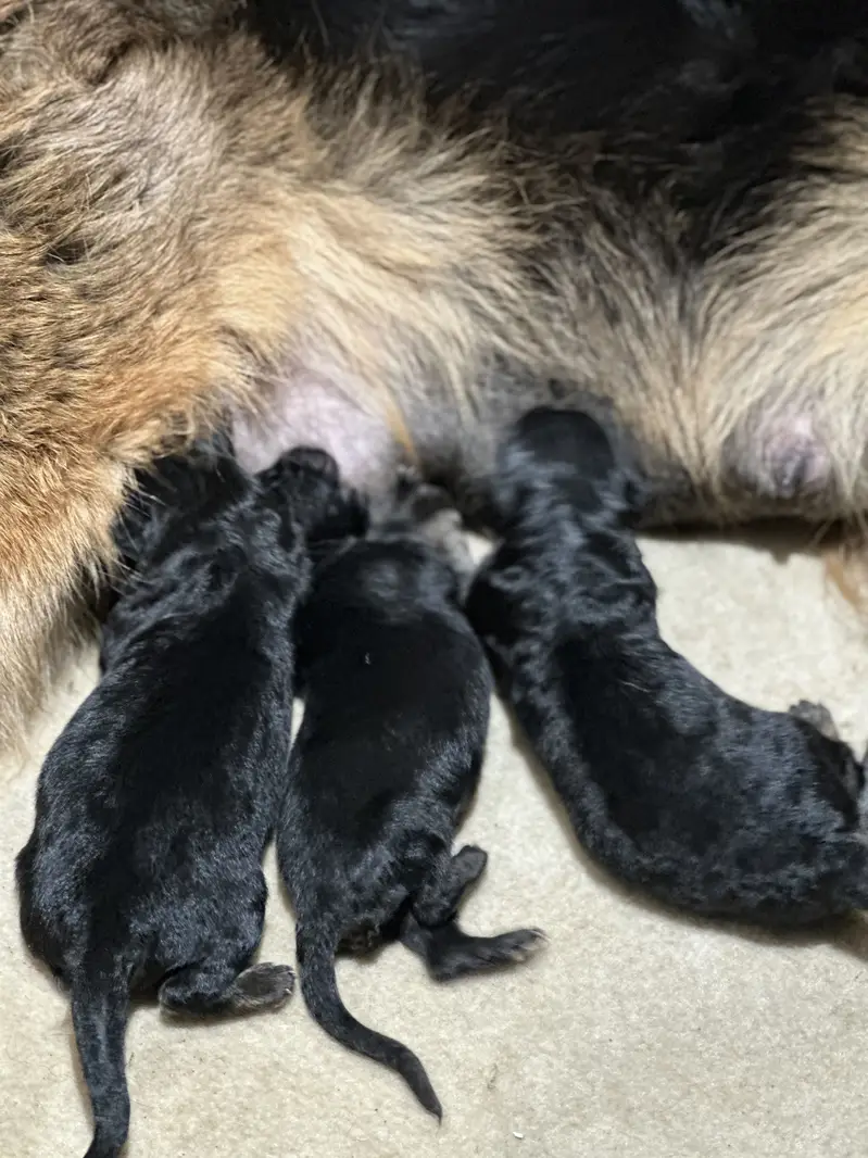 German shepherd puppies available for sale — photo 3