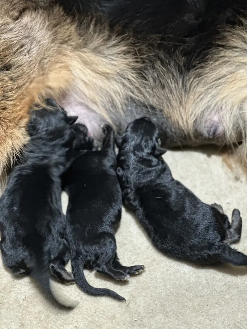 German shepherd puppies available for sale — photo 4
