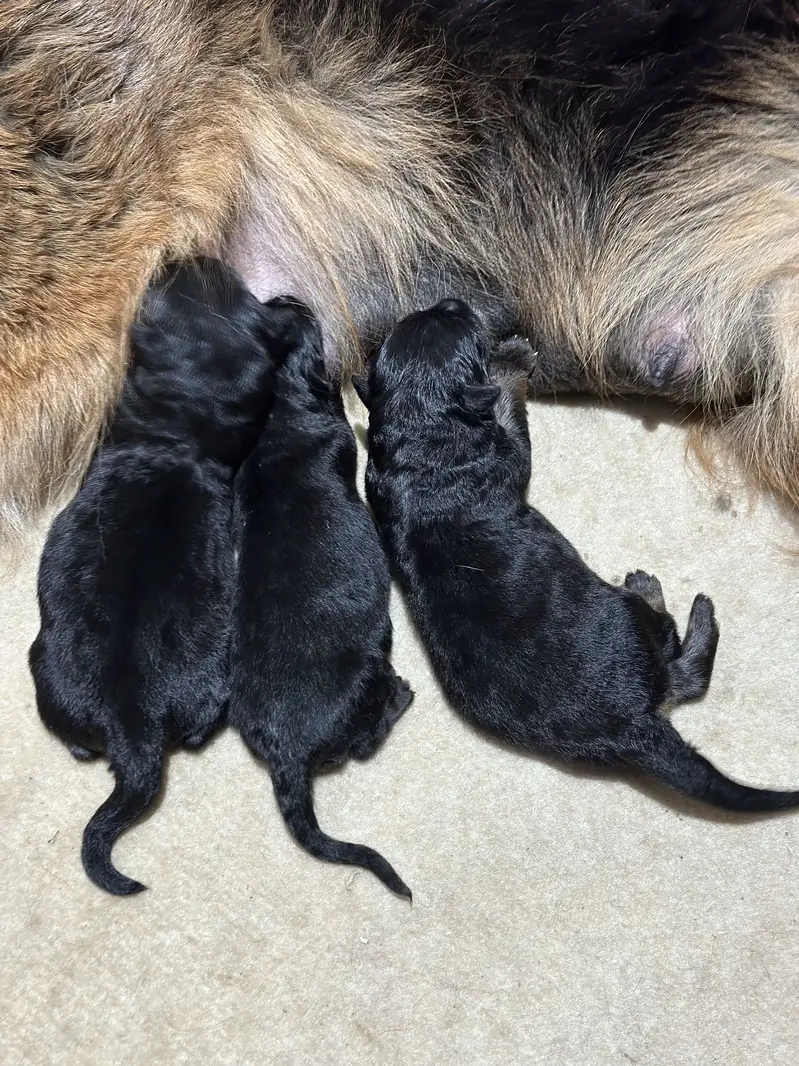 German shepherd puppies available for sale — photo 5