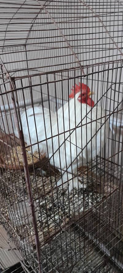 White and black bantam male for sale