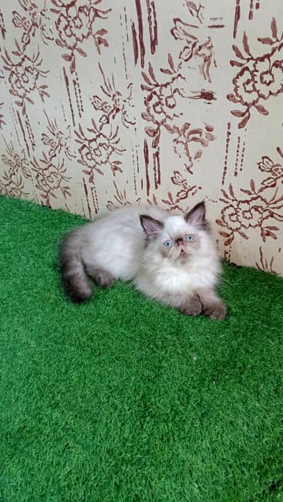 Peki Himalayan kitten(Triple Coated) (Cash on Delivery)(Karachi)