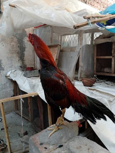 aseel murga for sale