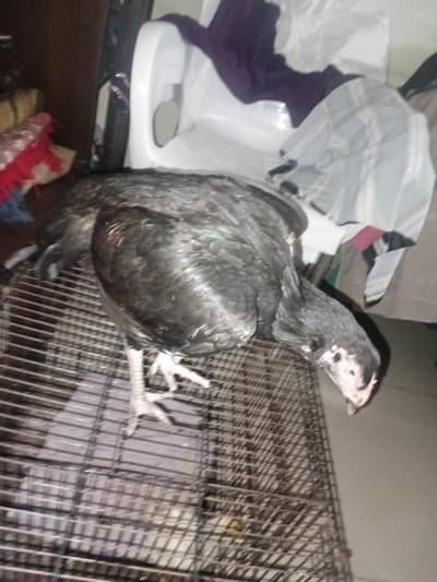 hen for sale