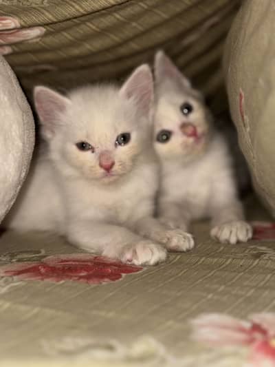Persian Kittens For Sale