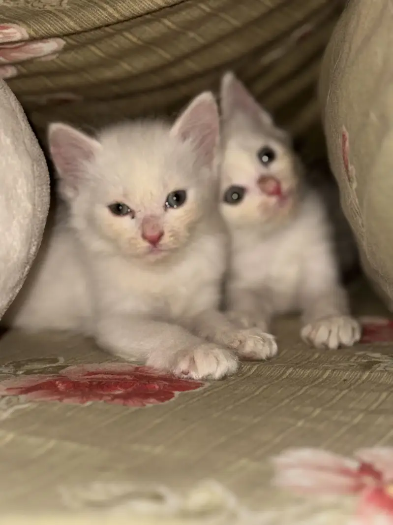 Persian Kittens For Sale — photo 3