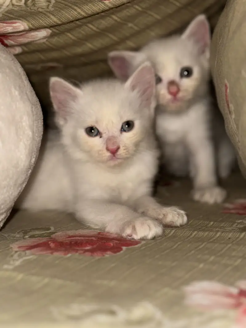 Persian Kittens For Sale — photo 4