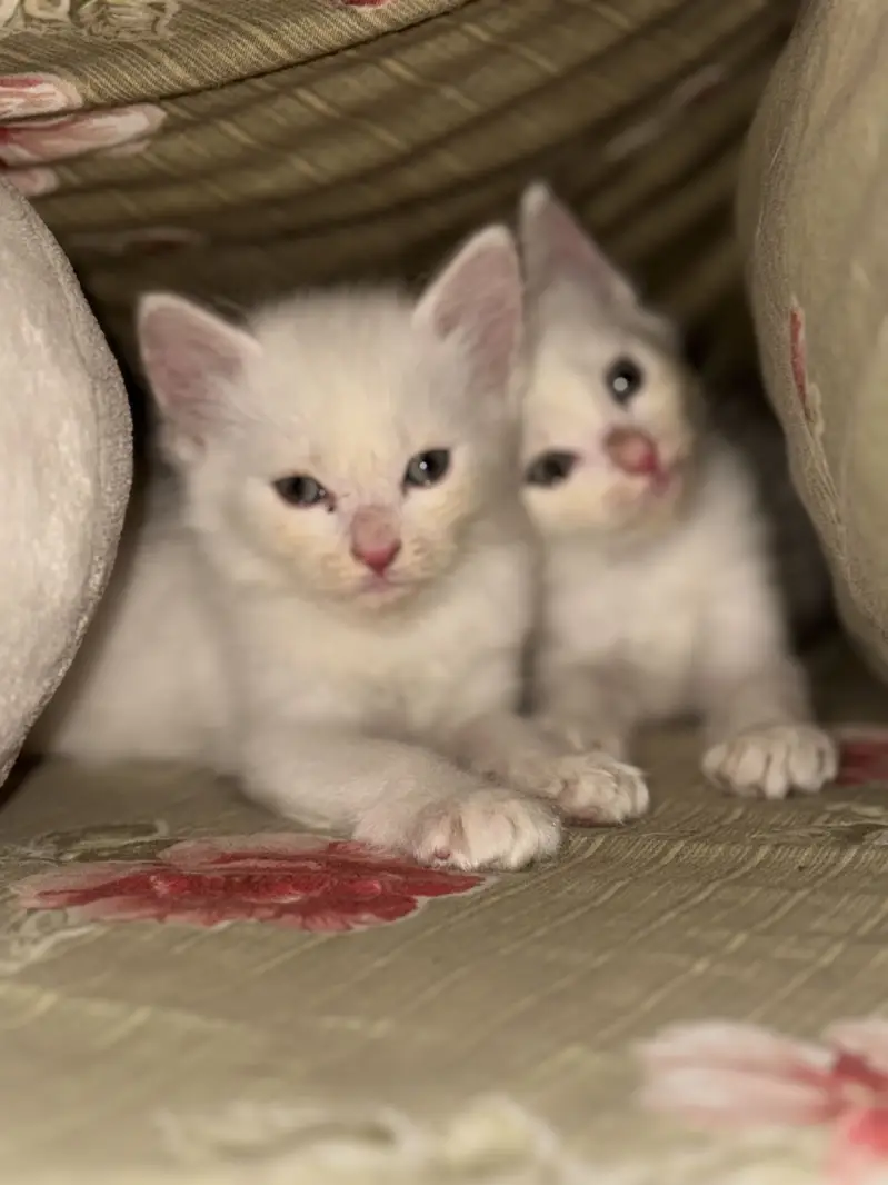 Persian Kittens For Sale — photo 5