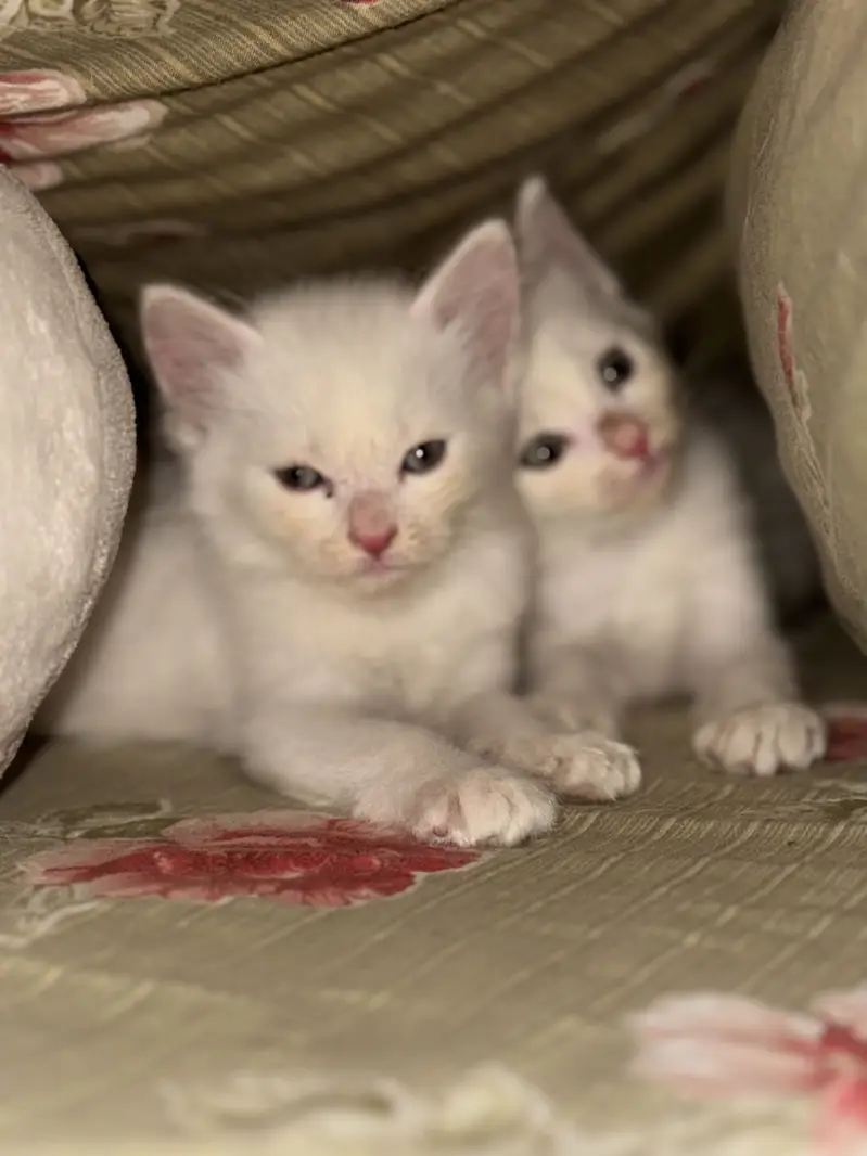 Persian Kittens For Sale — photo 6