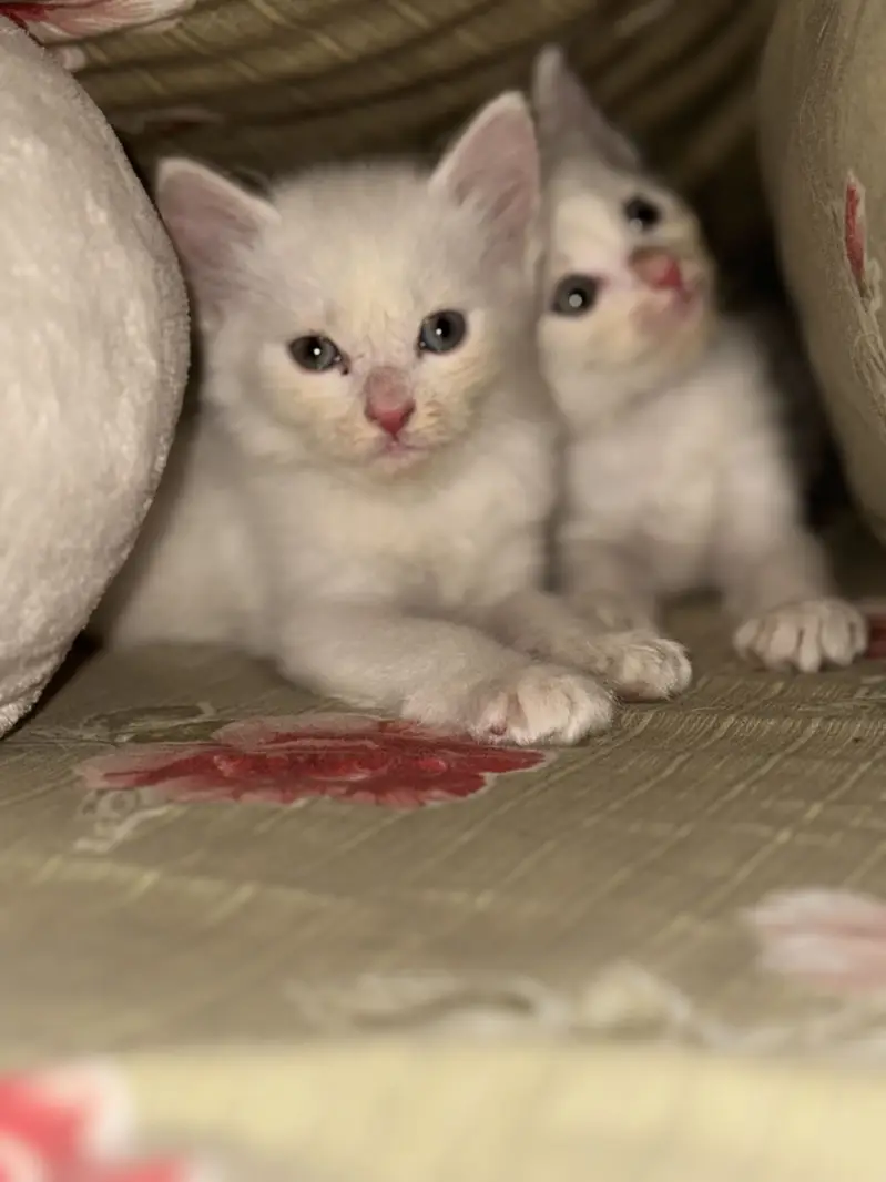 Persian Kittens For Sale — photo 7