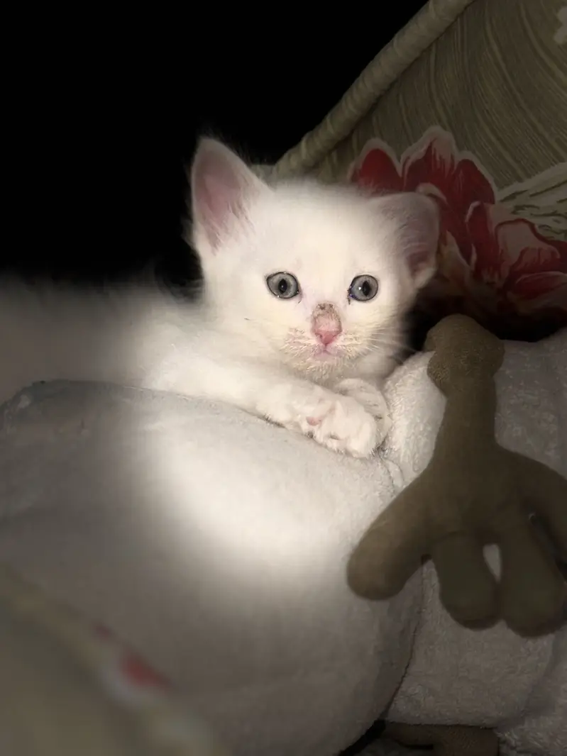 Persian Kittens For Sale — photo 8