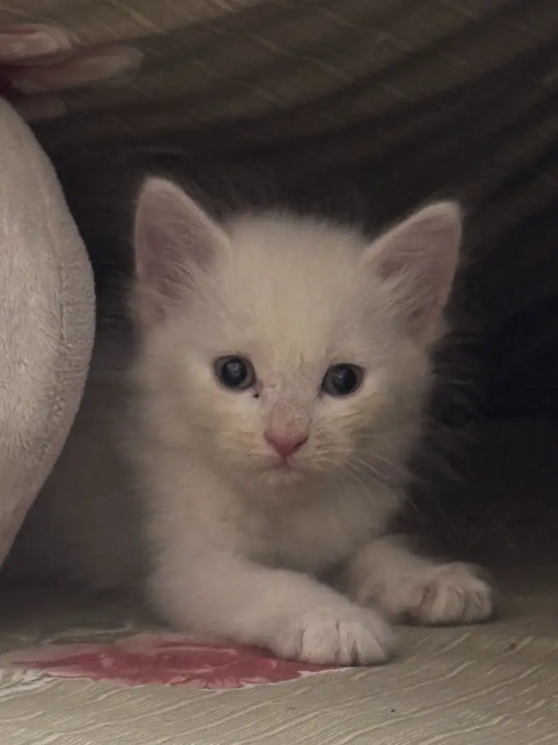 Persian Kittens For Sale — photo 9